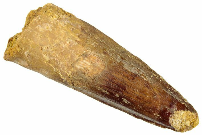 Fossil Spinosaurus Tooth - Real Dinosaur Tooth #296883